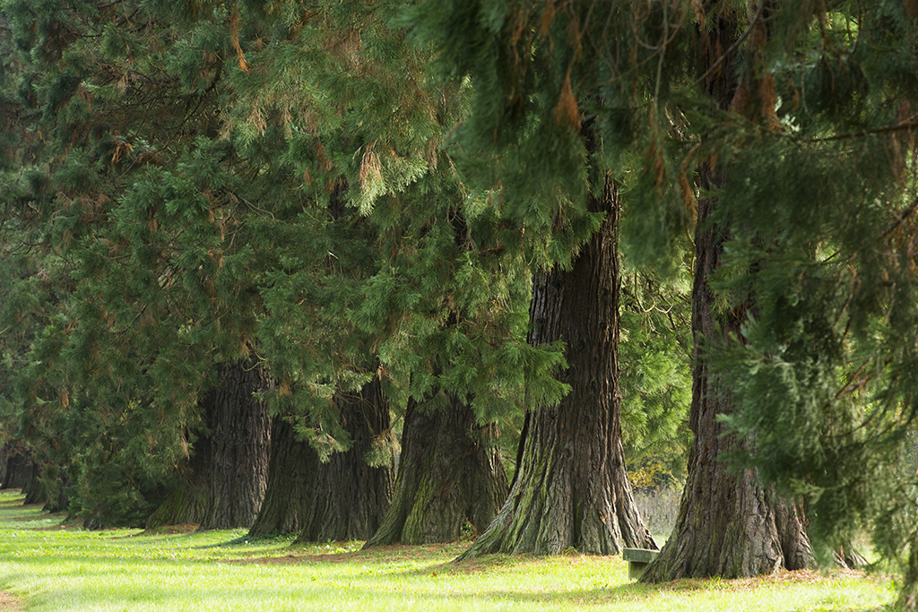 Activité en famille à Marne-la-Vallée Forêt de Ferrières